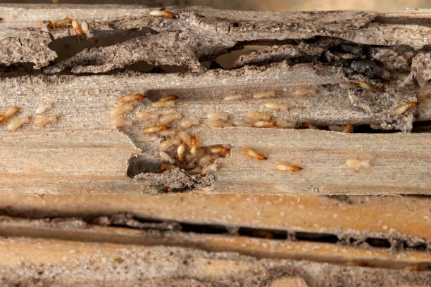 Pest Control Cost in Robesonia, PA