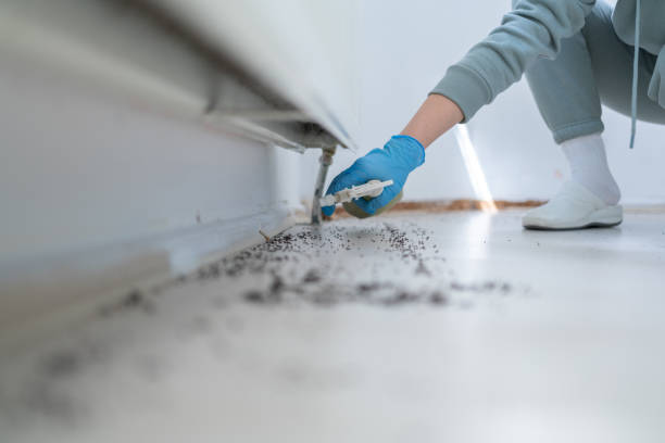 Best Wasp Removal Services  in Robesonia, PA